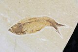 Lot: Green River Fossil Fish - Pieces #84133-2